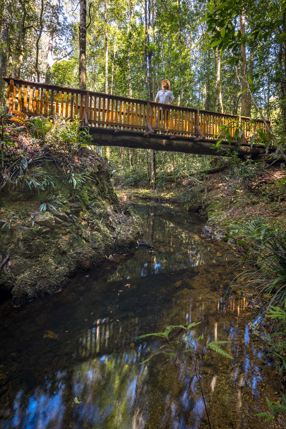 Mobong Creek in Wild Cattle Creek State Forest