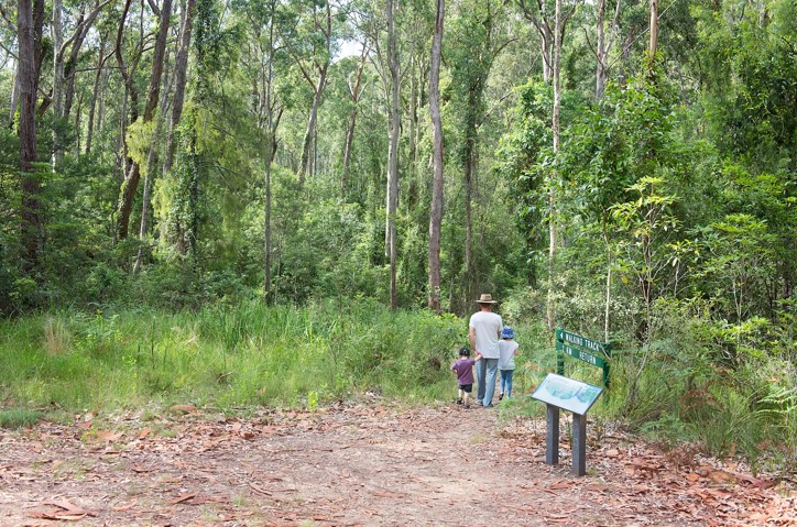 Bodalla State Forest walking track