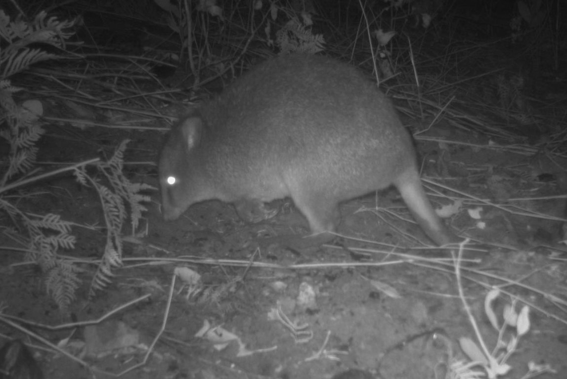 Long-footed potoroo Bondi State Forest