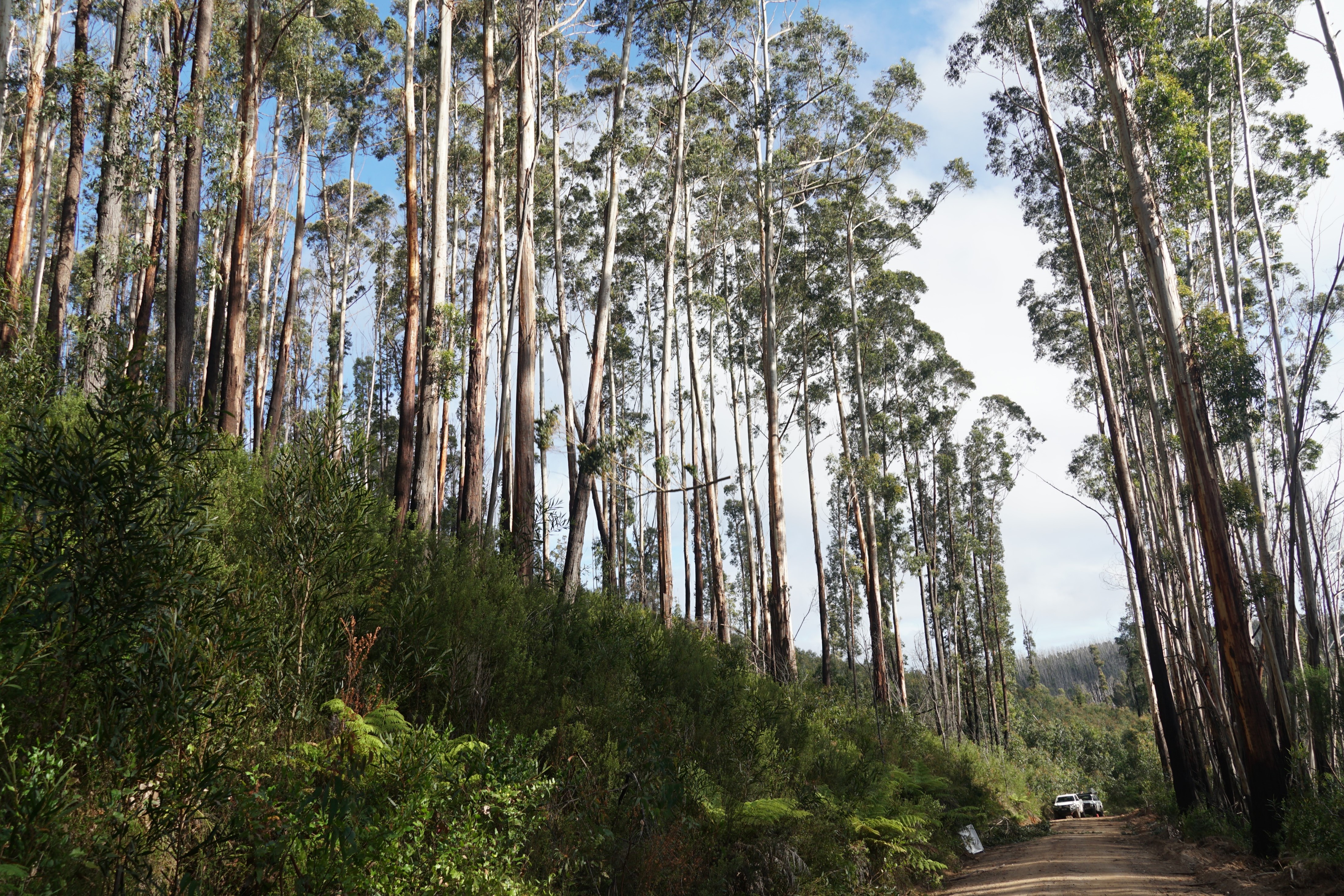 White Ash in Nadgee State Forest