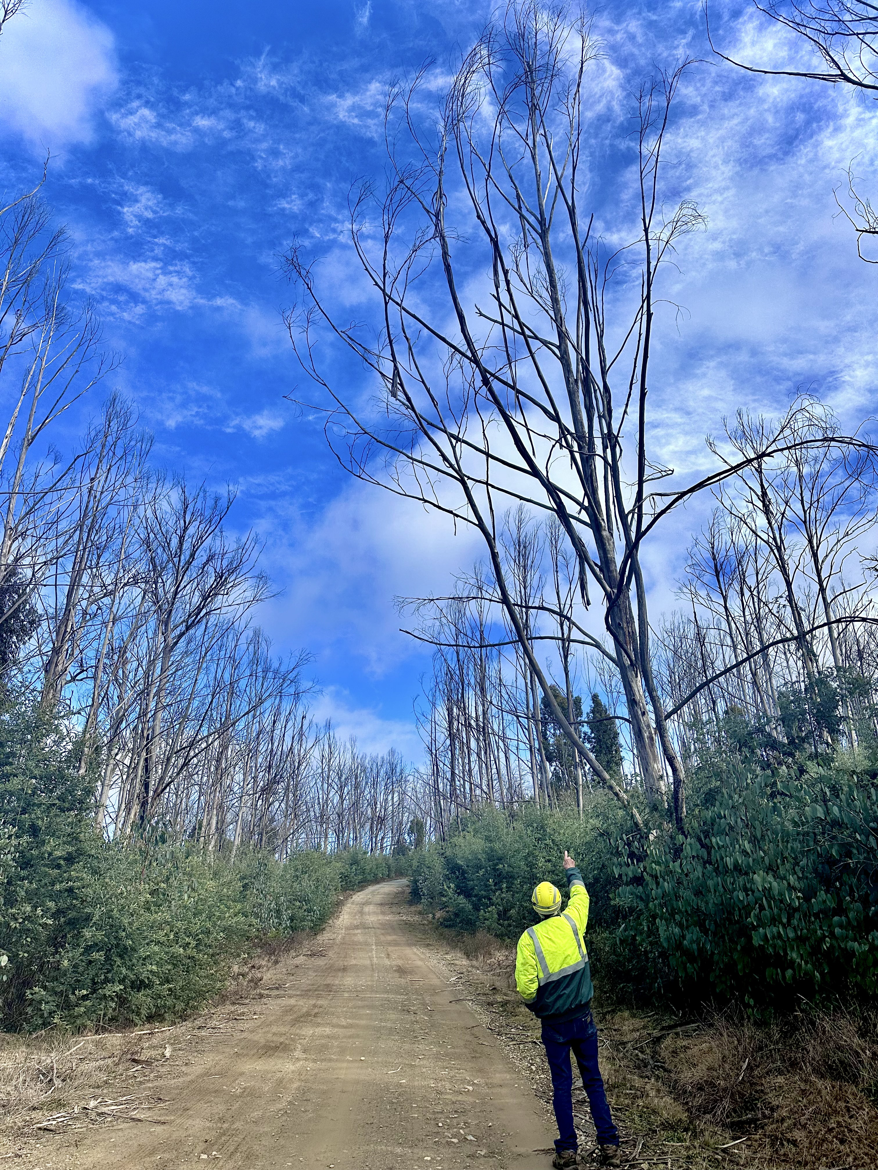Bago Dangerous Trees