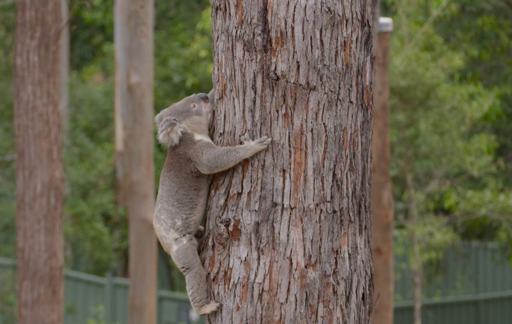 Koala Joey at Guulabaa Place of Koala