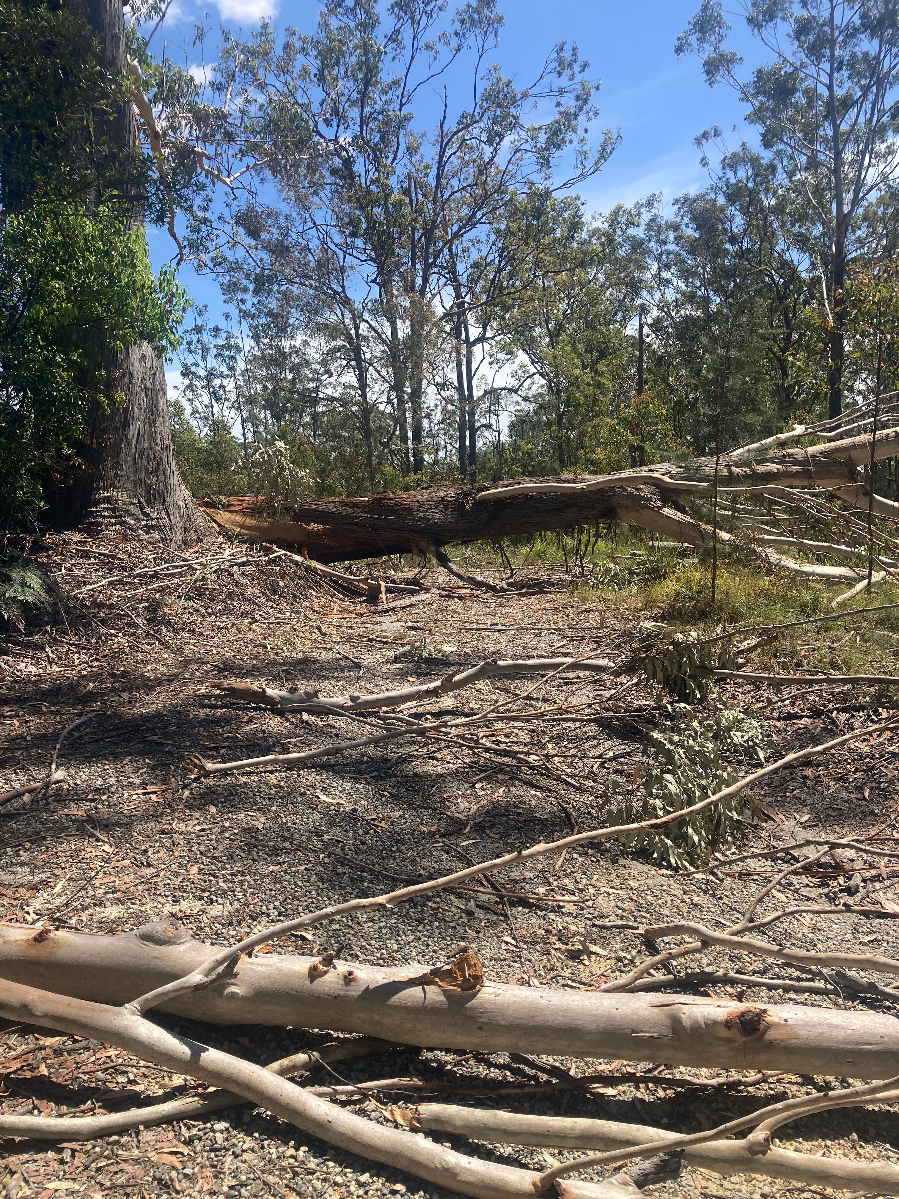 Trees down in Newry State Forest