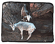 Feral goats