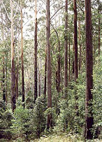 Blackbutt trees