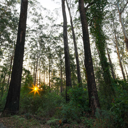 Coopernook State Forest