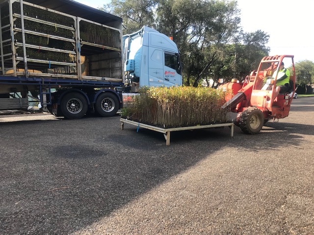 Koala Feed Tree Delivery 