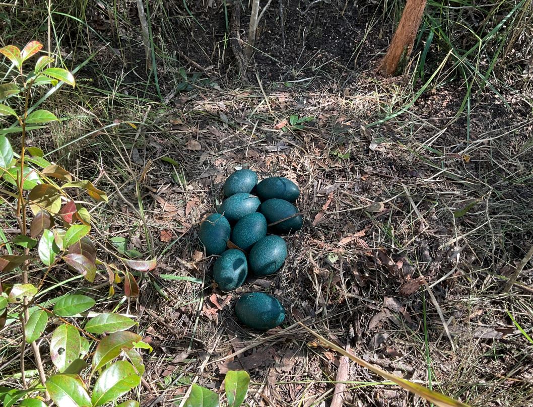 Candole Emu Nest