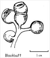 Woody capsules from blackbutt