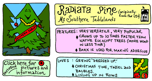 radiata pine cartoon