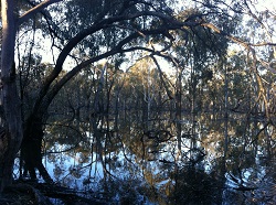 Koondrook-Perricoota flooding