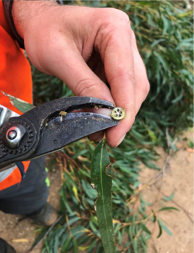 Seed pod of an alphine ash during a 2025 harvest 