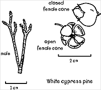 White cypress cones