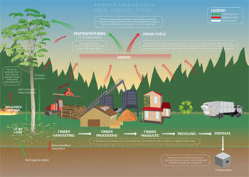 Carbon in forests