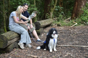 Dog in state forest