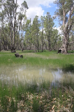 Flooding in the Pollack