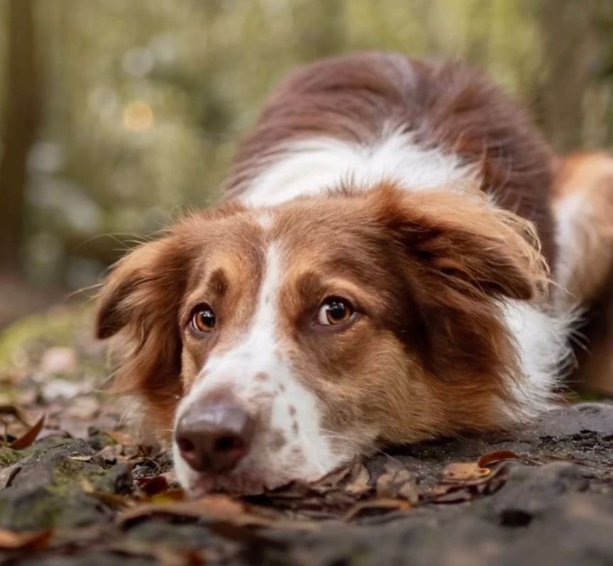 FCNSW Dogs in State Forests 