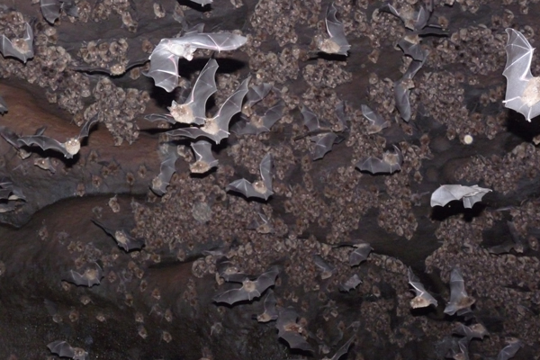 Eastern Horseshoe Bats