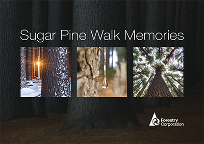 Sugar Pine Walk photobook