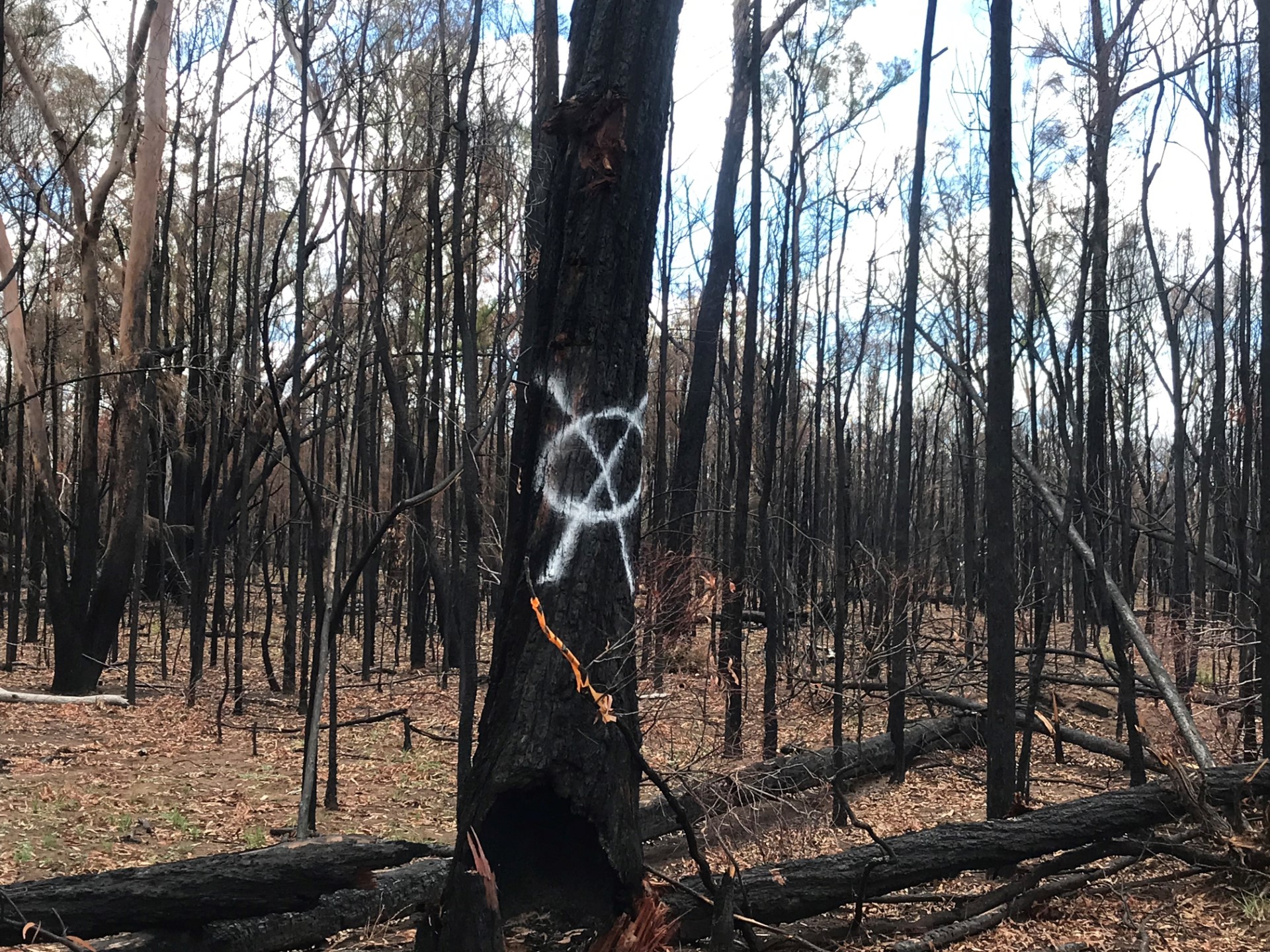 Duck Creek Fire aftermath