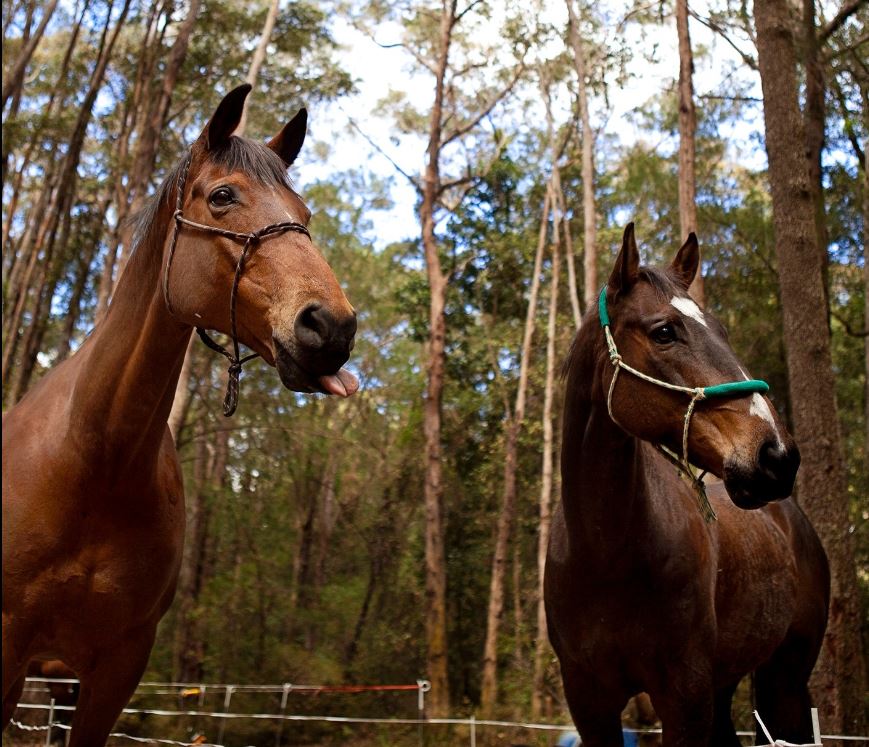 FCNSW HORSE