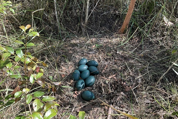 coastal emu nest