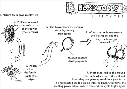 Hardwoods life cycle