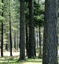 Radiata pine trees