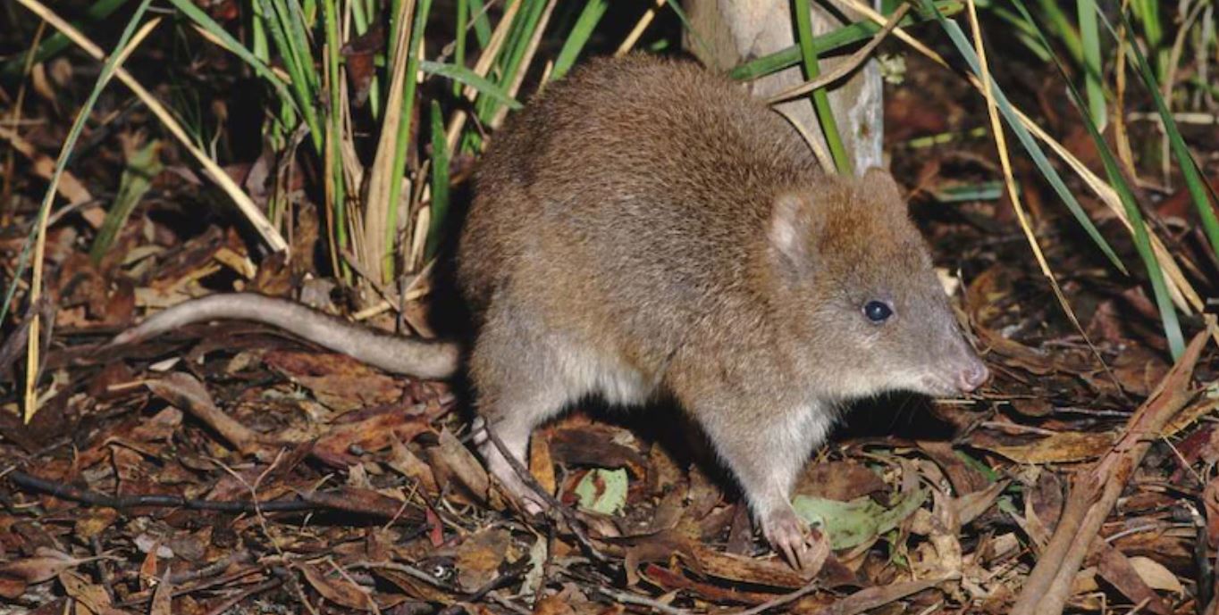 Longfooted potoroo Victoria