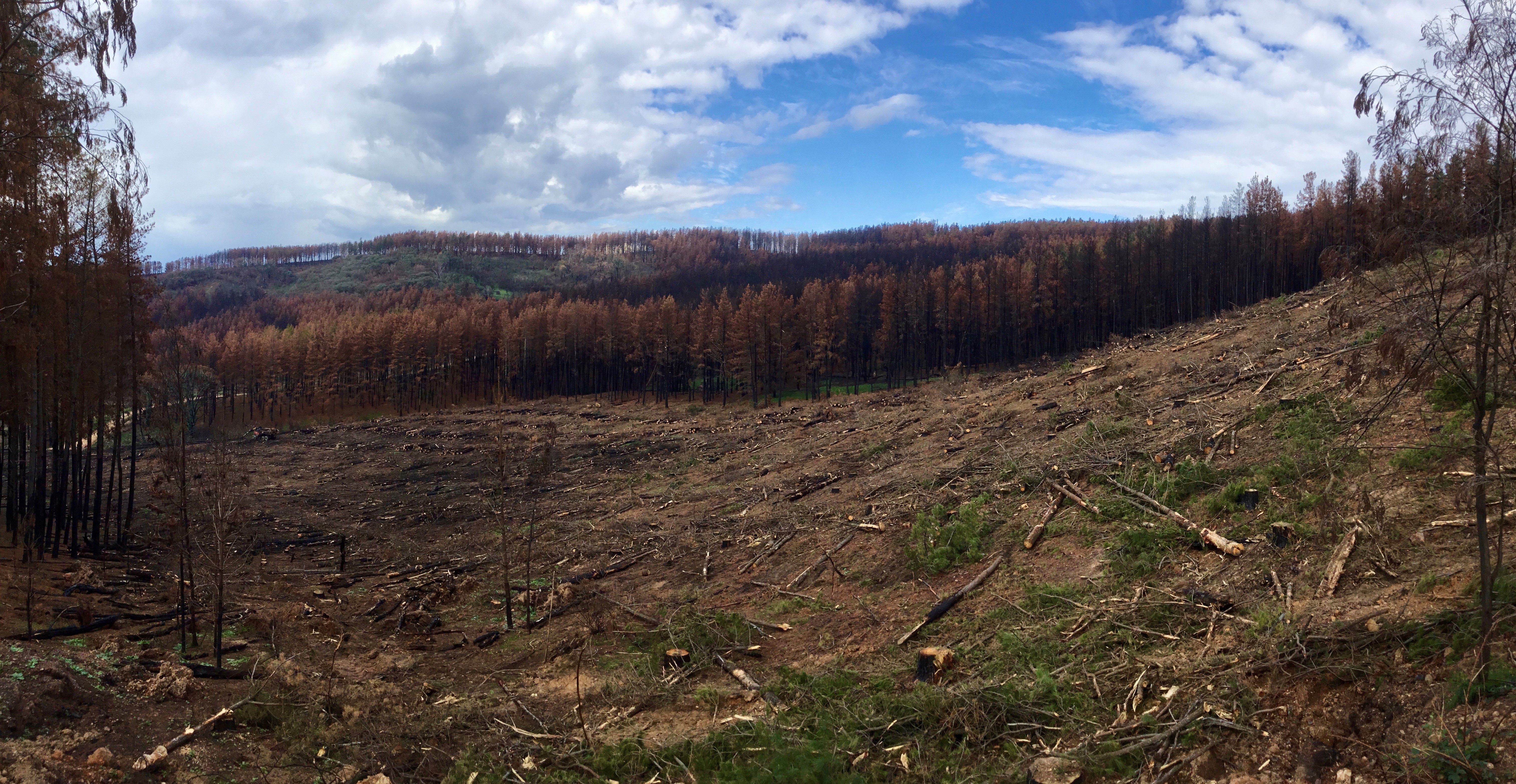 Softwood Salvage Post Fires 