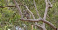 Koala at Guulabaa Place of Koala