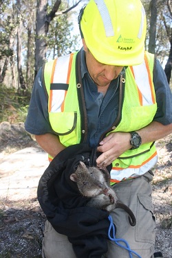 Long-nosed potoroo