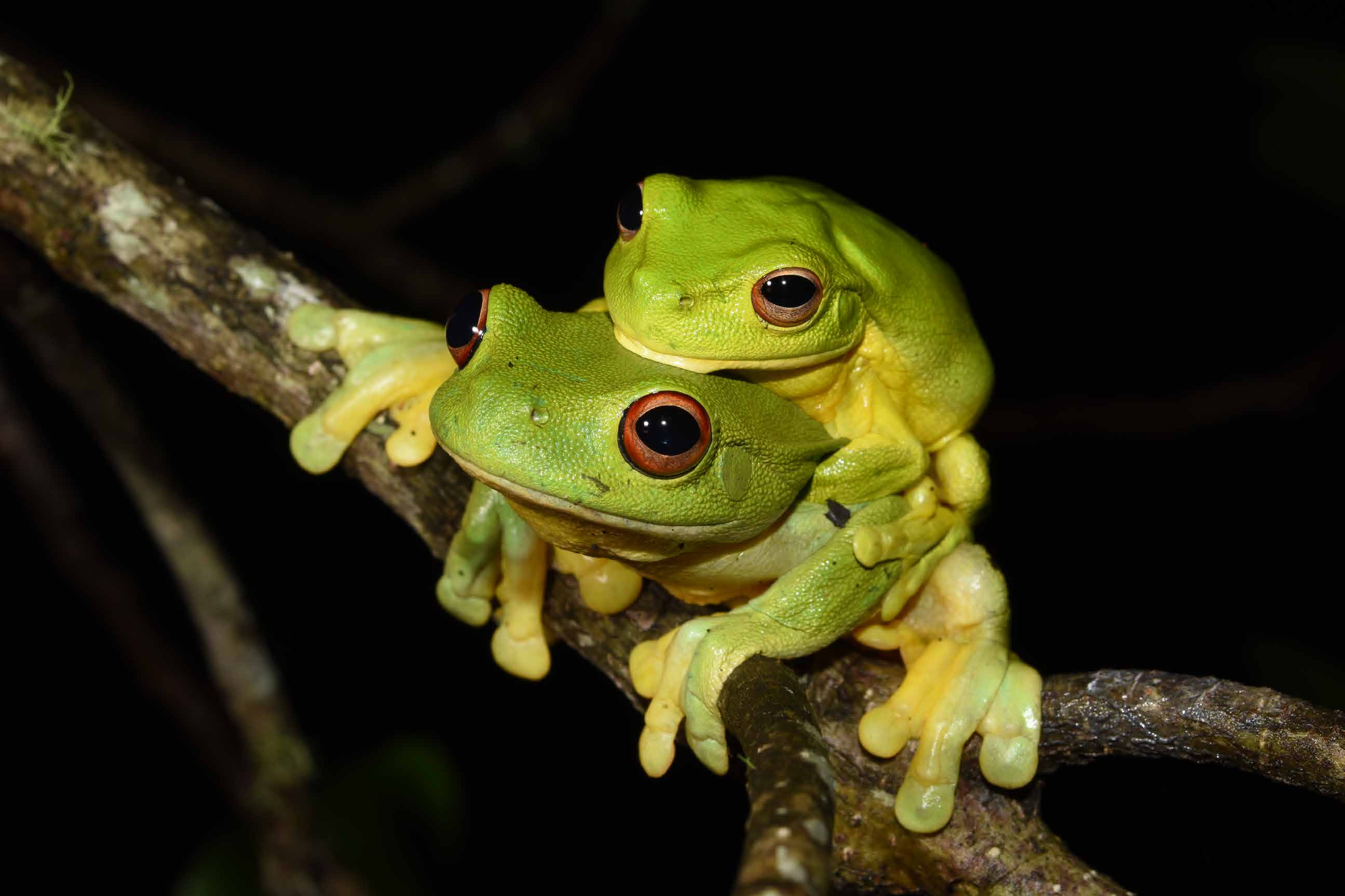 Frog monitoring - two frogs on a branch