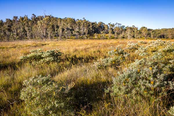 Boonoo State Forest - wildflowers