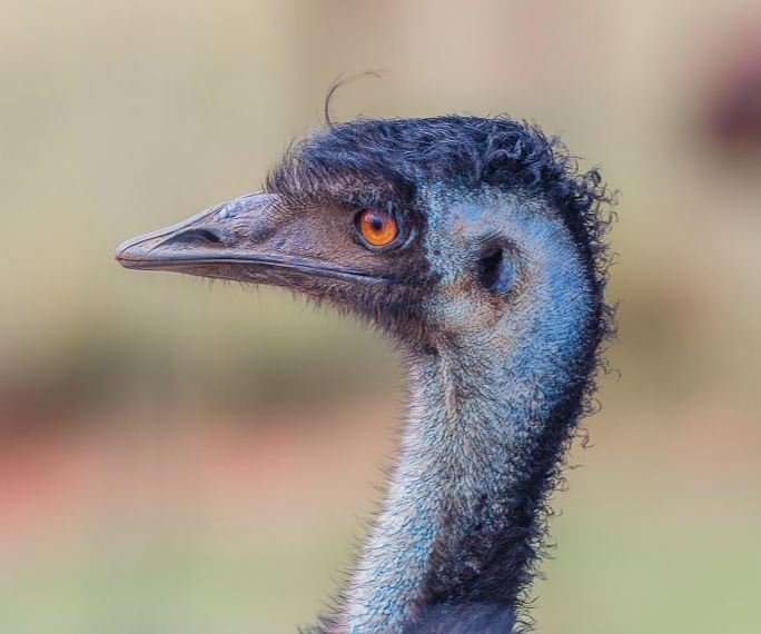 Coastal Emu
