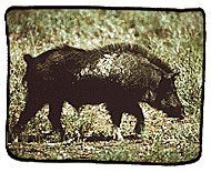 Feral pig