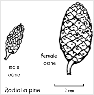 Radiata pine cones