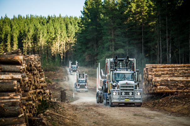 investing in locally controlled forestry suppliers