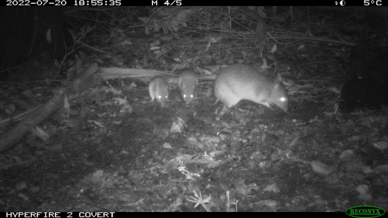 Long nosed bandicoot with young