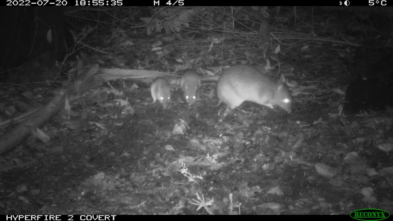 Long nosed bandicoot with young