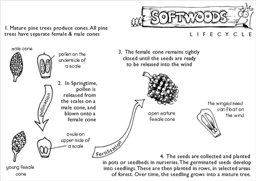 Softwoods life cycle