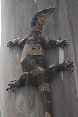 Lace Monitor