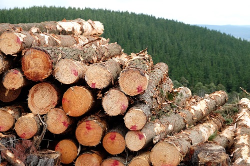 Forestry Corporation Timber Sales