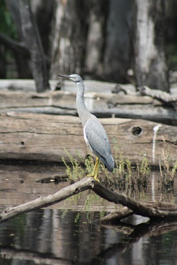 White faced heron