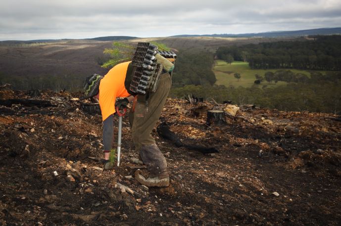 One of the three million seedlings planted in the Central Tablelands.