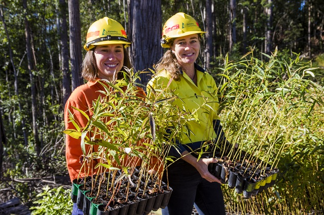 Replanting seedlings in Tarkeeth State Forest