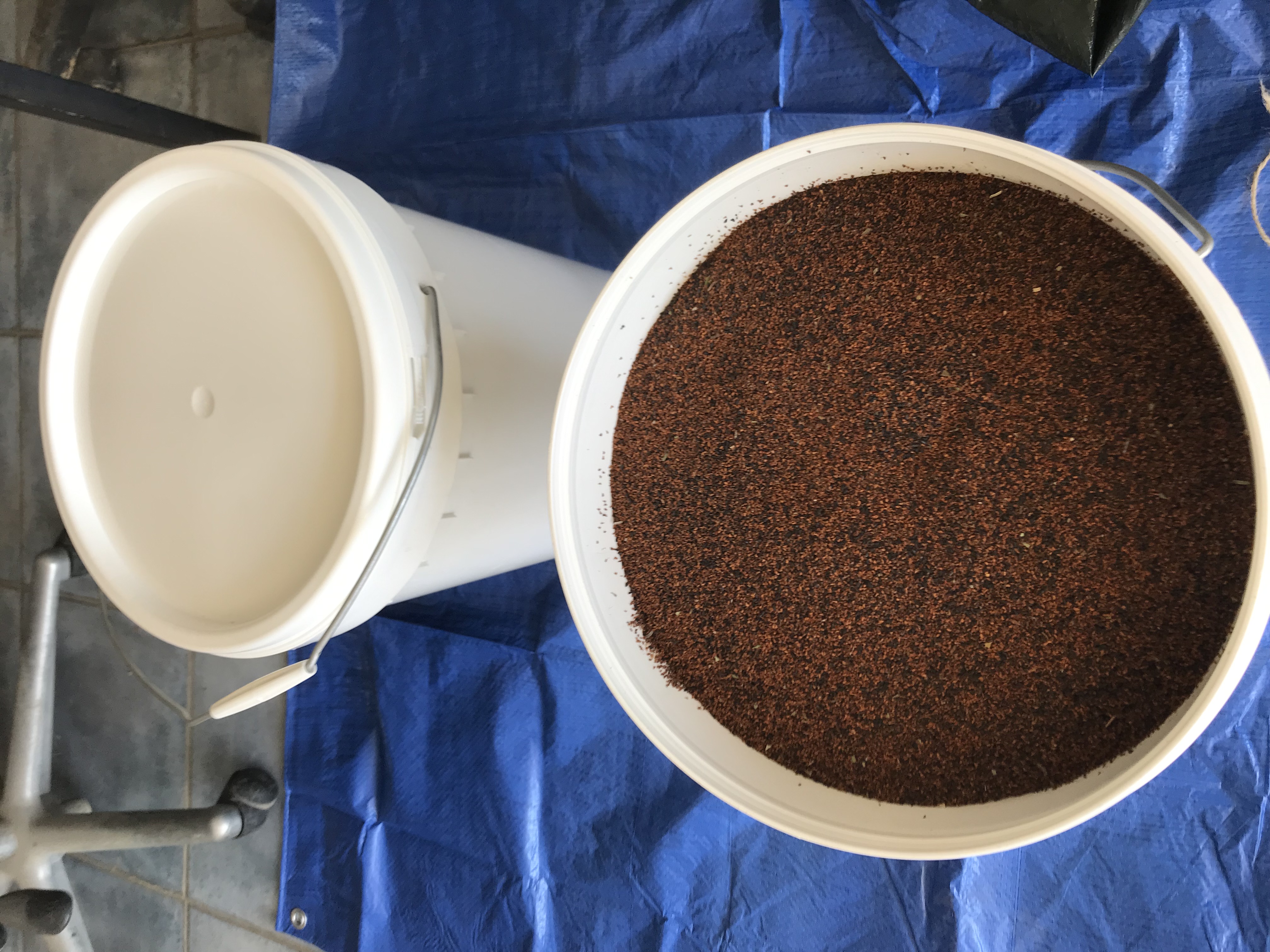 Collected alpine ash seed is stored in a coolroom in Eden