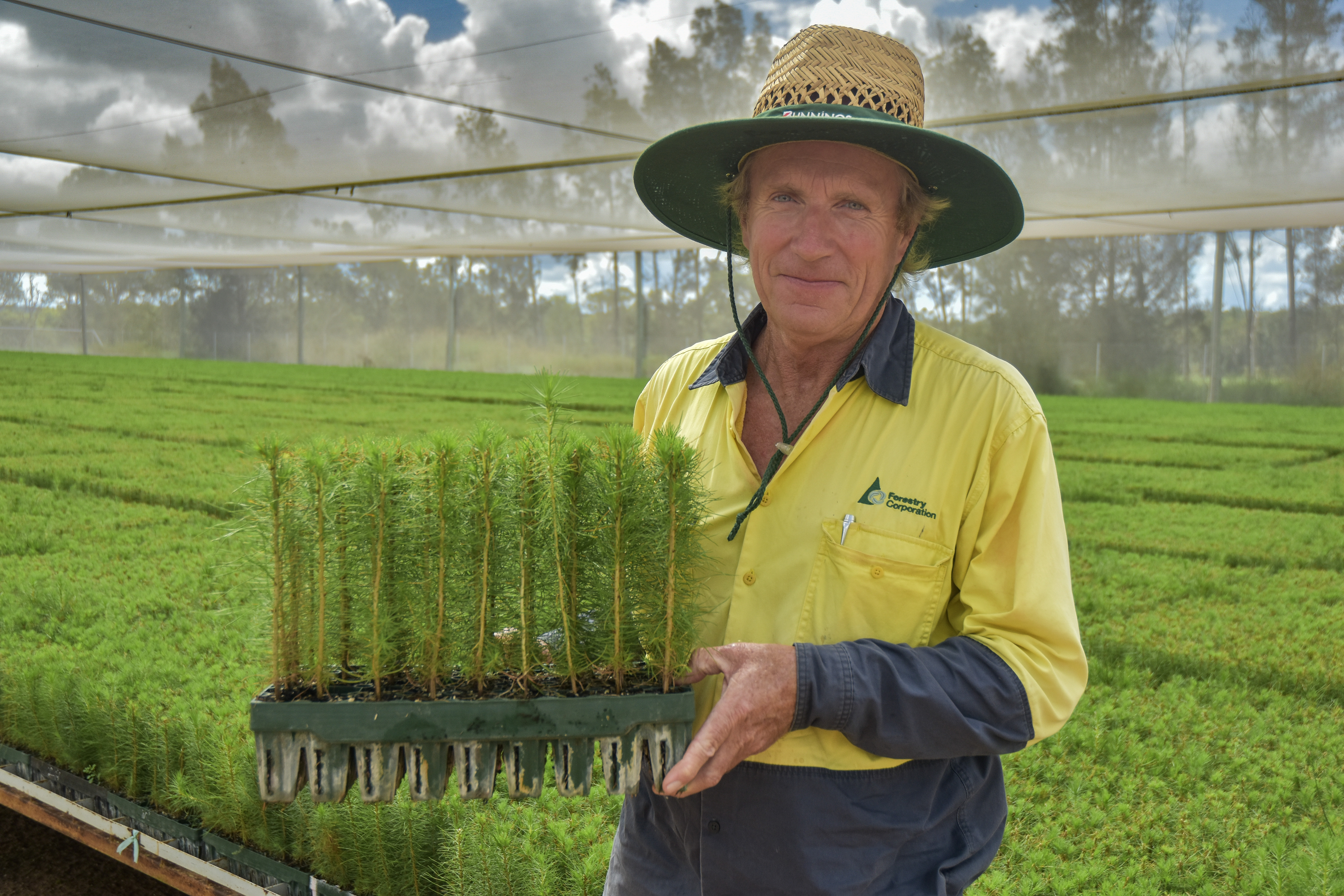 Softwood Seedling Dispatch Grafton Nursery Softwood Seedling Dispatch Grafton Nursery