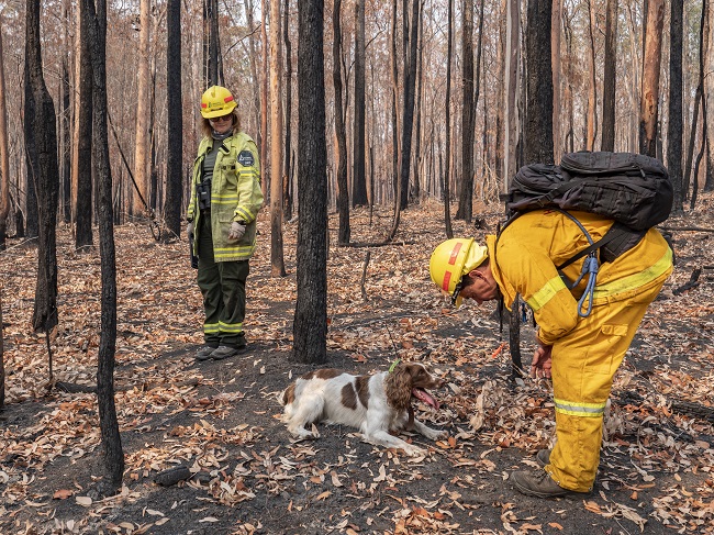 Sniffer dog Kiwarrak State Forest