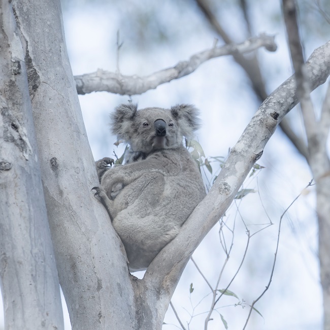 Koala and joey Kiwarrak State Forest
